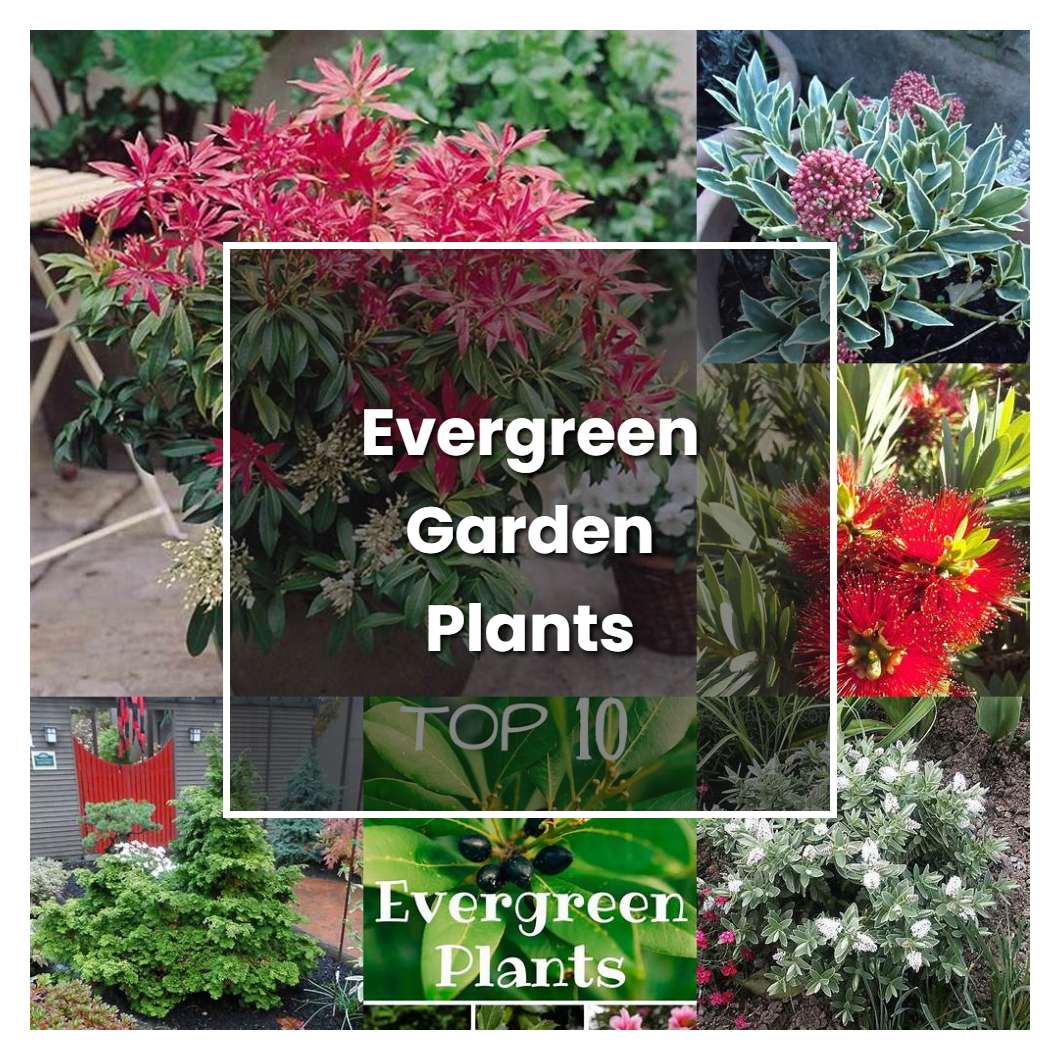 How To Grow Evergreen Garden Plants - Plant Care & Tips | NorwichGardener