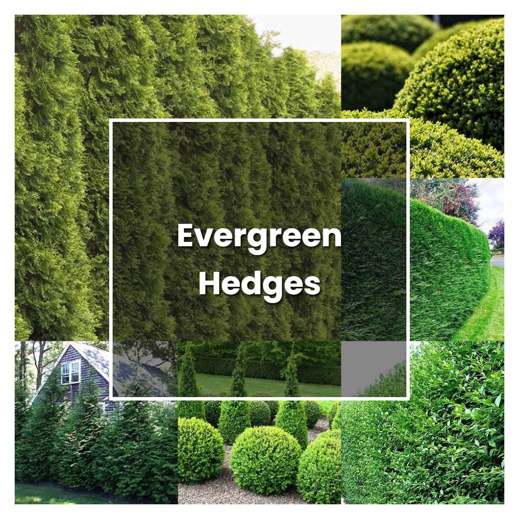 How To Grow Types Of Hedges Plant Care Tips Norwichgardener