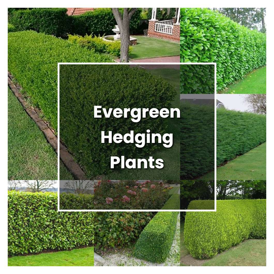 How to Grow Evergreen Hedging Plants - Plant Care & Tips | NorwichGardener