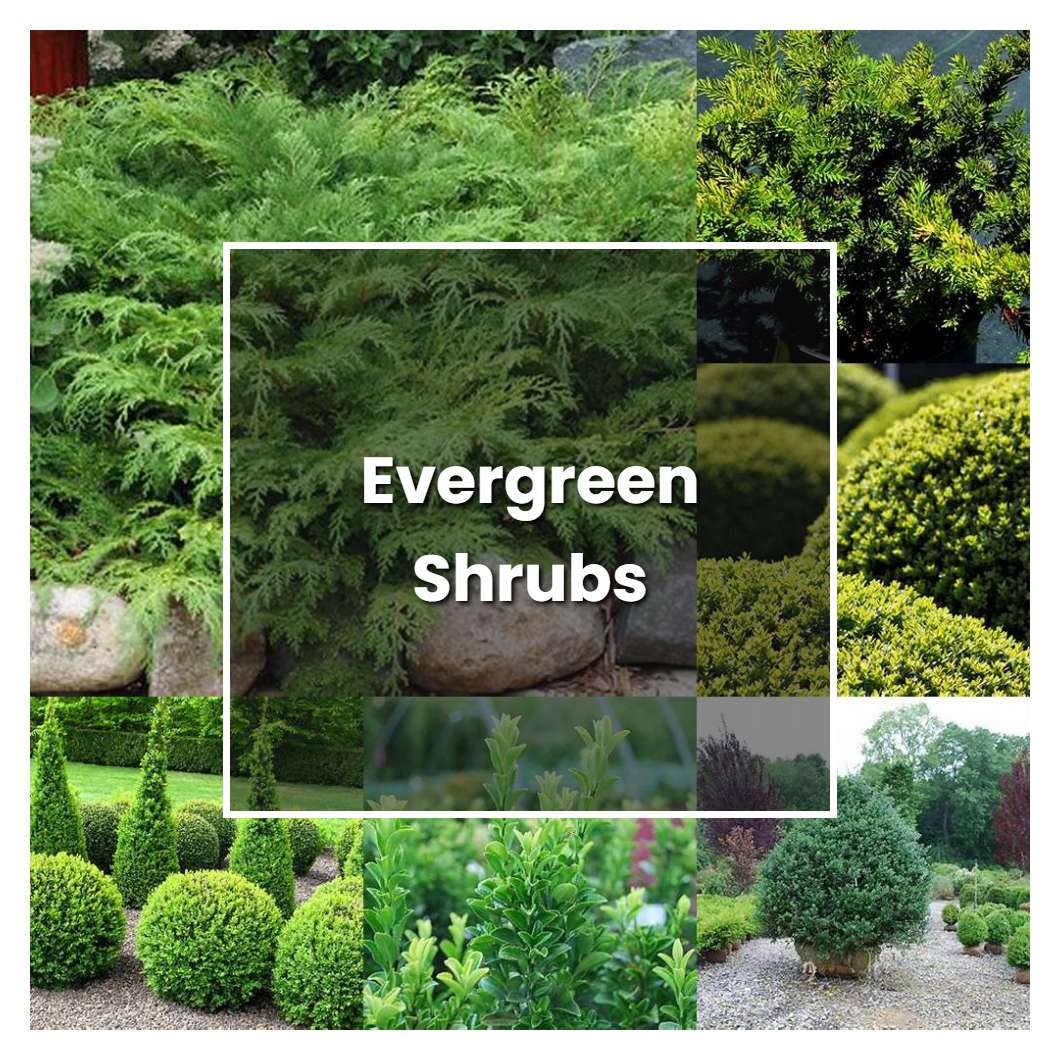 How to Grow Evergreen Shrubs - Plant Care & Tips | NorwichGardener