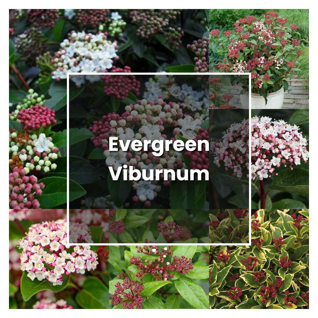 How To Grow Evergreen Viburnum - Plant Care & Tips | NorwichGardener