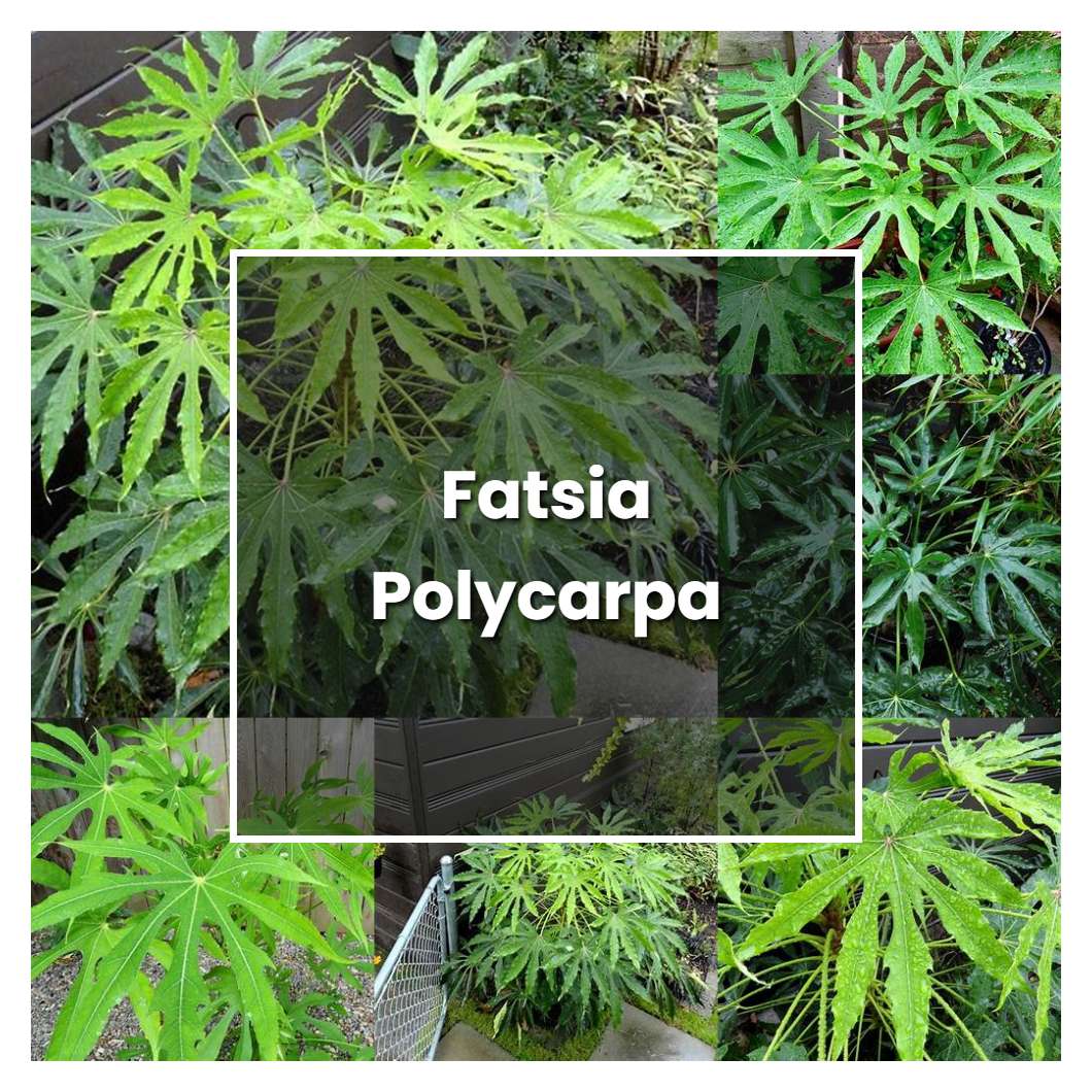 How to Grow Fatsia Polycarpa - Plant Care & Tips