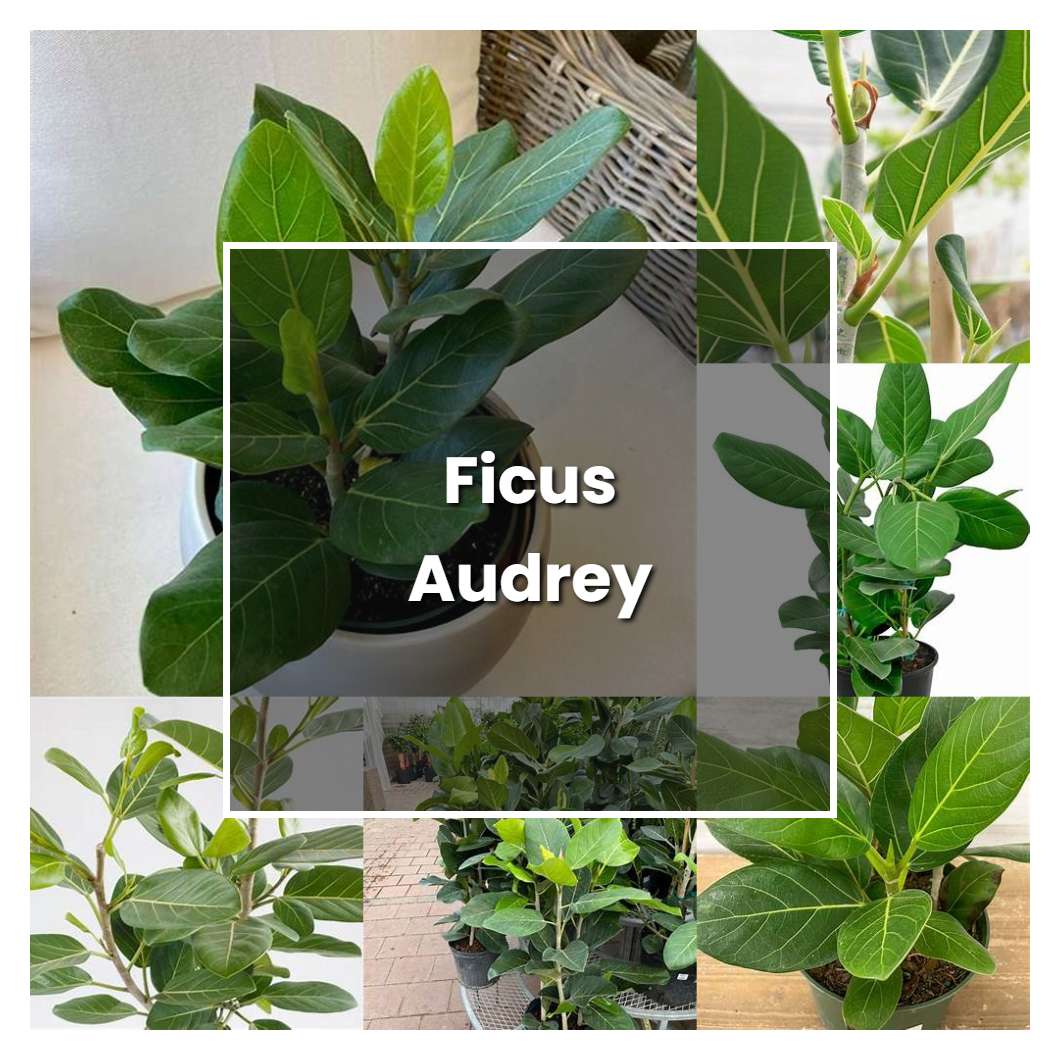 How to Grow Ficus Audrey - Plant Care & Tips | NorwichGardener