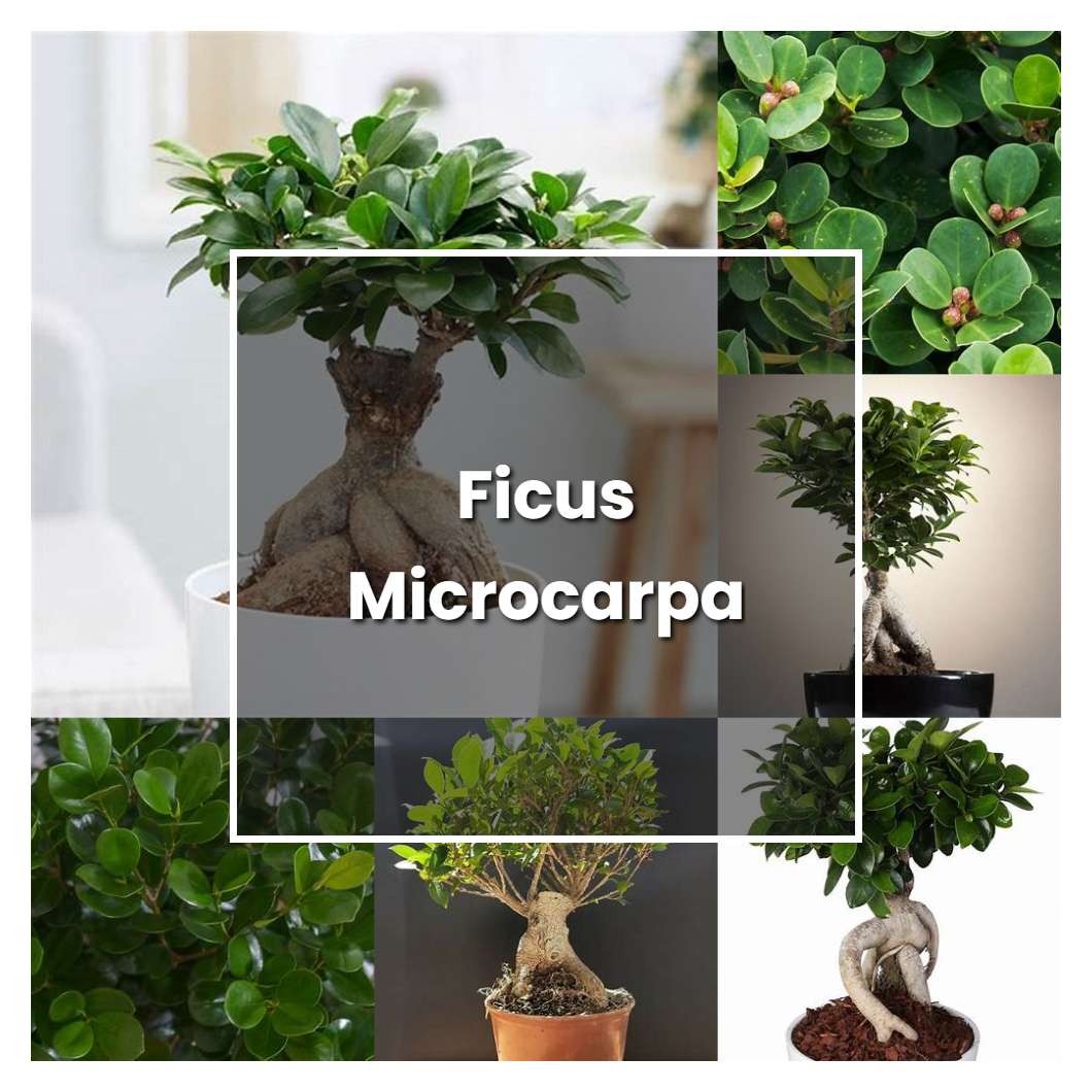 how-to-grow-ficus-microcarpa-plant-care-tips-norwichgardener