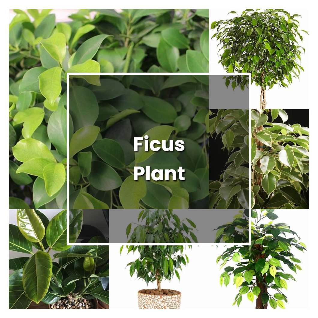 How to Grow Ficus Plant - Plant Care & Tips | NorwichGardener