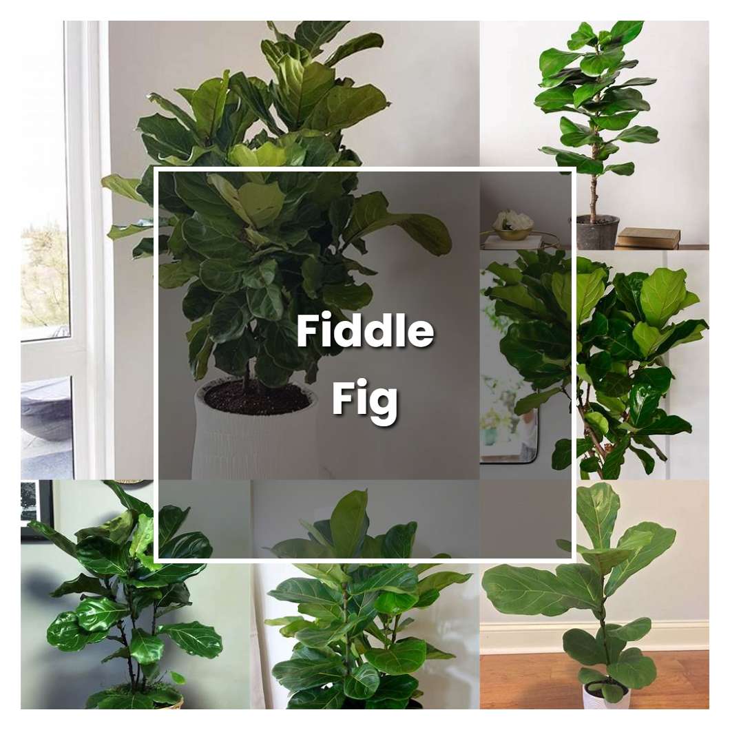 How to Grow Fiddle Fig - Plant Care & Tips | NorwichGardener