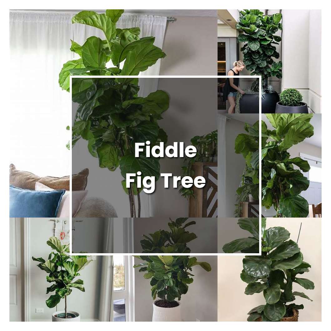 How To Grow Fiddle Fig Tree - Plant Care & Tips | NorwichGardener