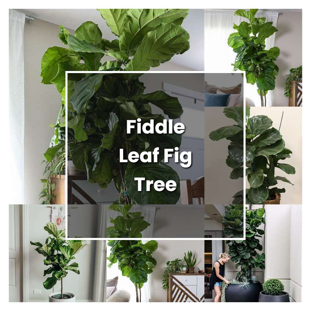 How to Grow Fiddle Leaf Fig Tree - Plant Care & Tips | NorwichGardener