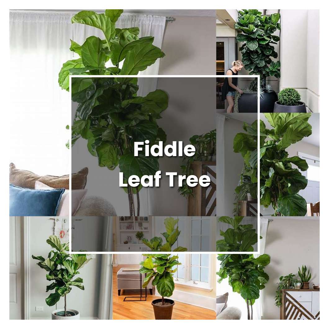 How to Grow Fiddle Leaf Tree - Plant Care & Tips | NorwichGardener