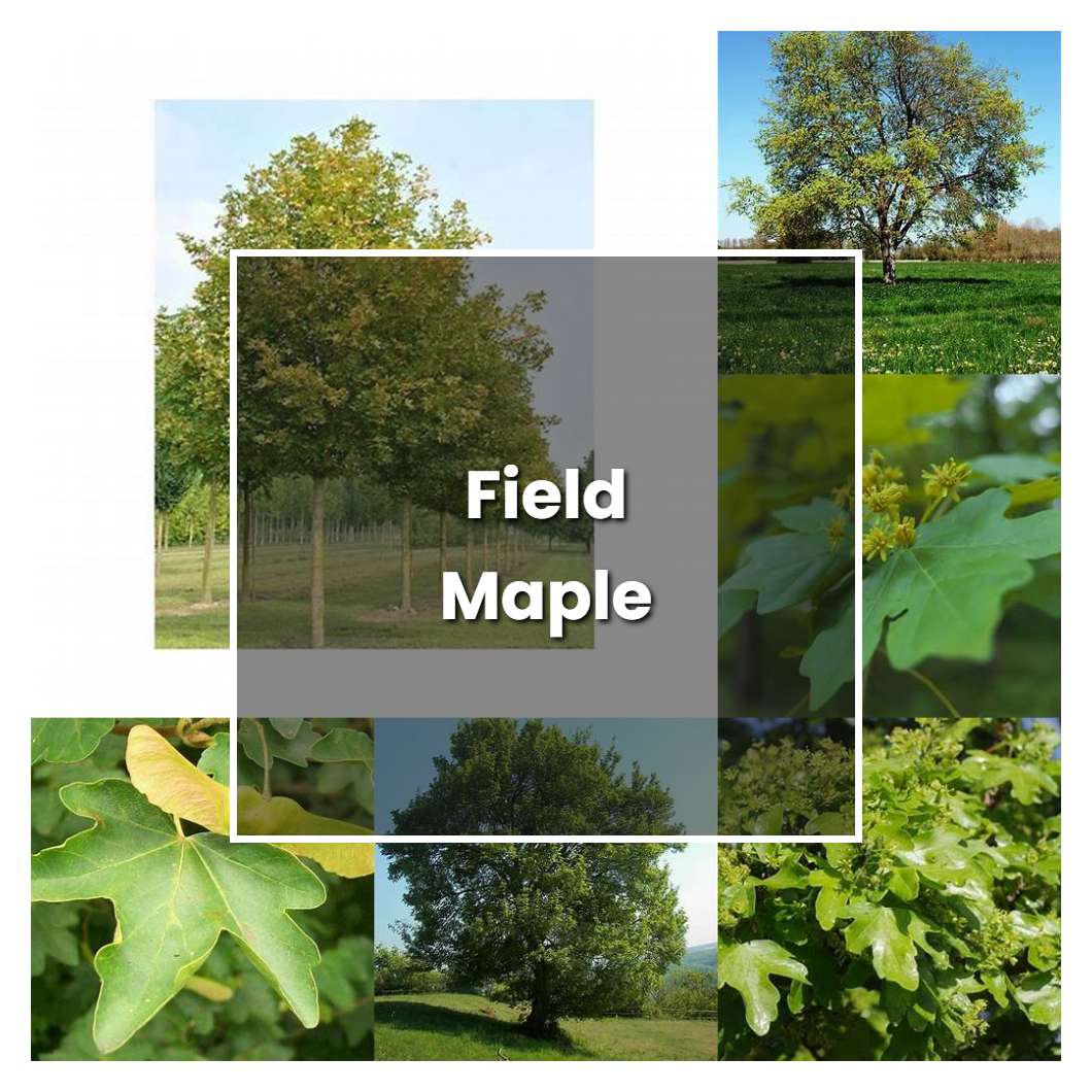 How To Grow Field Maple Plant Care And Tips Norwichgardener