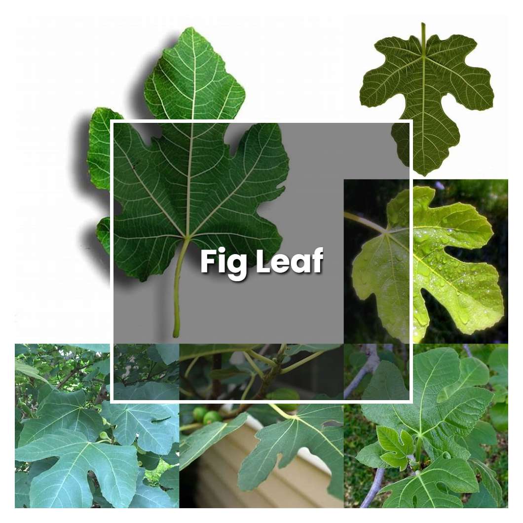 How to Grow Fig Leaf - Plant Care & Tips