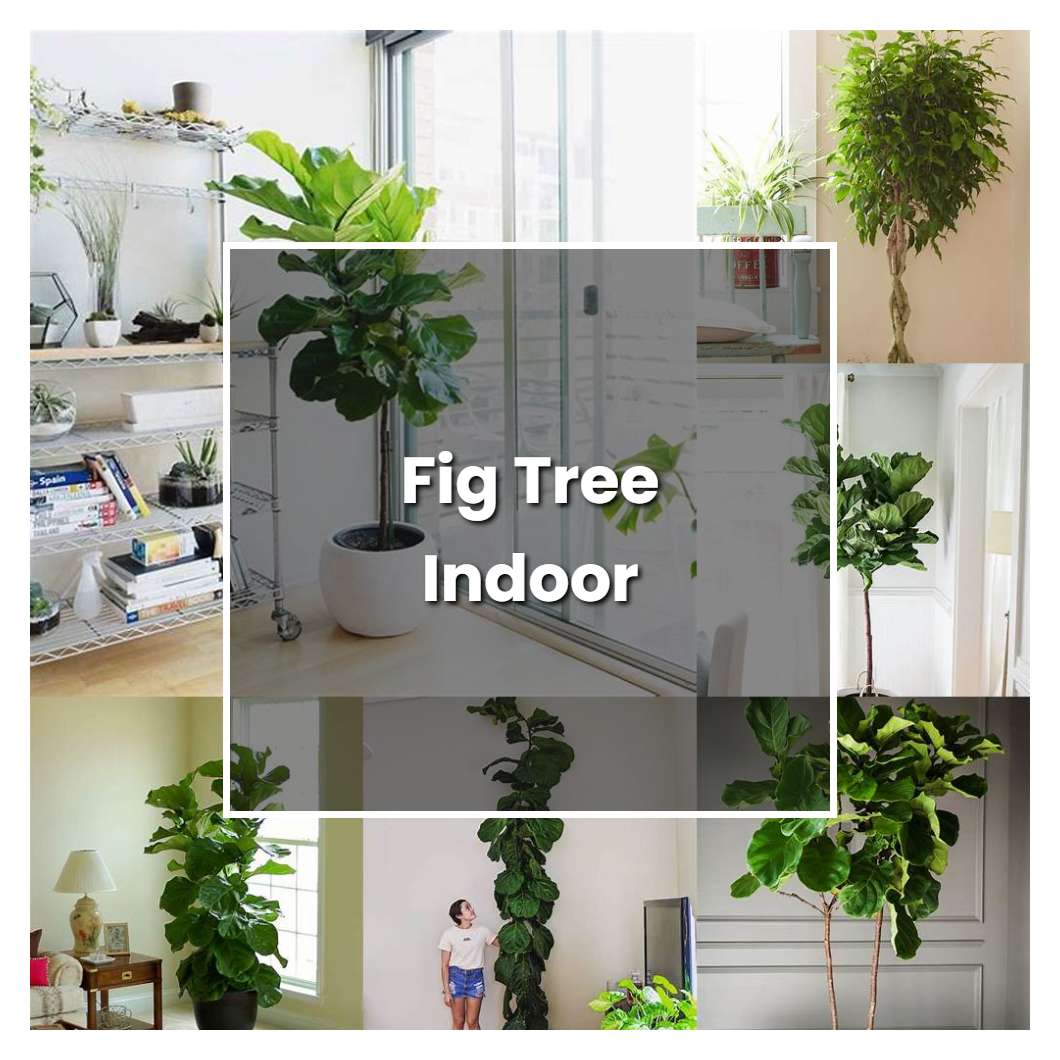 How To Grow Fig Tree From Seed Indoors at timothyldycko blog