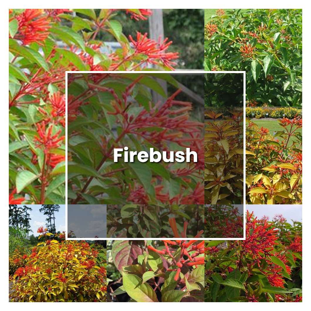 How To Grow Firebush Plant Care And Tips Norwichgardener