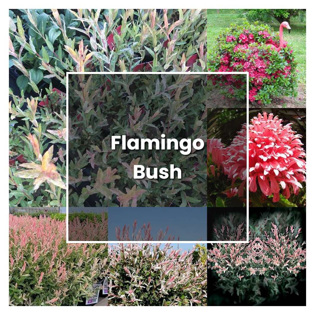 How to Grow Flamingo Bush - Plant Care & Tips | NorwichGardener