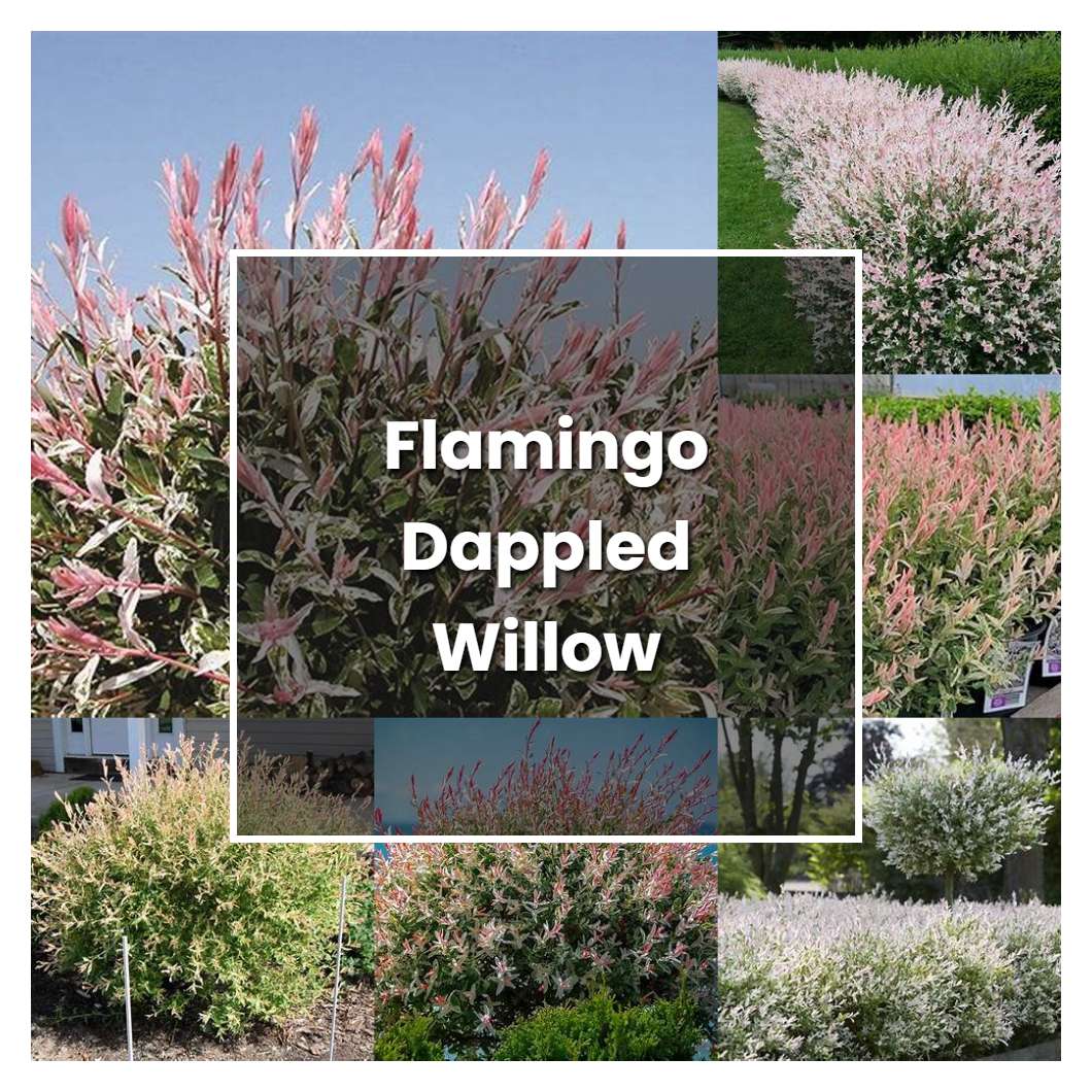 How To Grow Flamingo Dappled Willow Plant Care And Tips Norwichgardener 