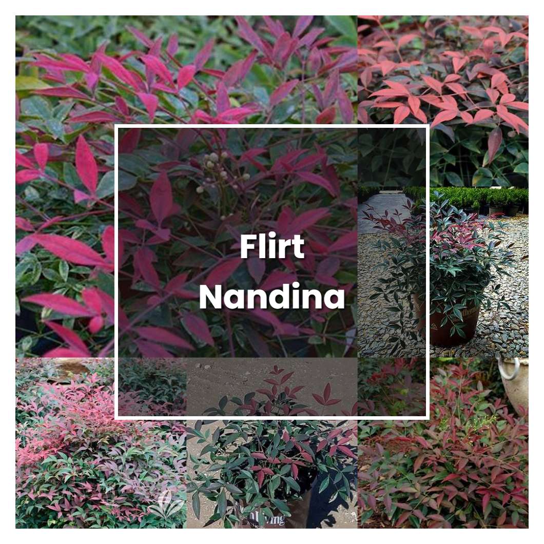 How to Grow Flirt Nandina - Plant Care & Tips