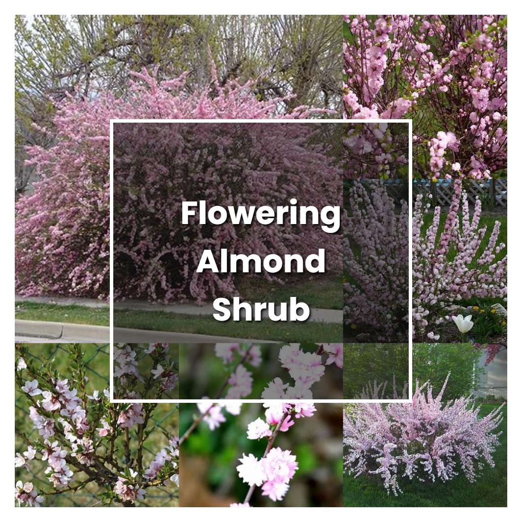 How To Grow Flowering Almond Bush   Plant Care & Tips | NorwichGardener