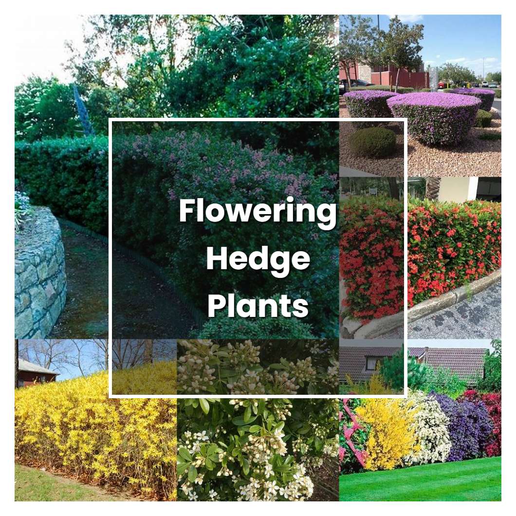 How To Grow Flowering Hedge Plants Plant Care And Tips Norwichgardener 