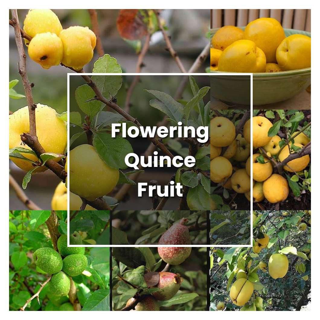 How to Grow Flowering Quince Fruit - Plant Care & Tips | NorwichGardener