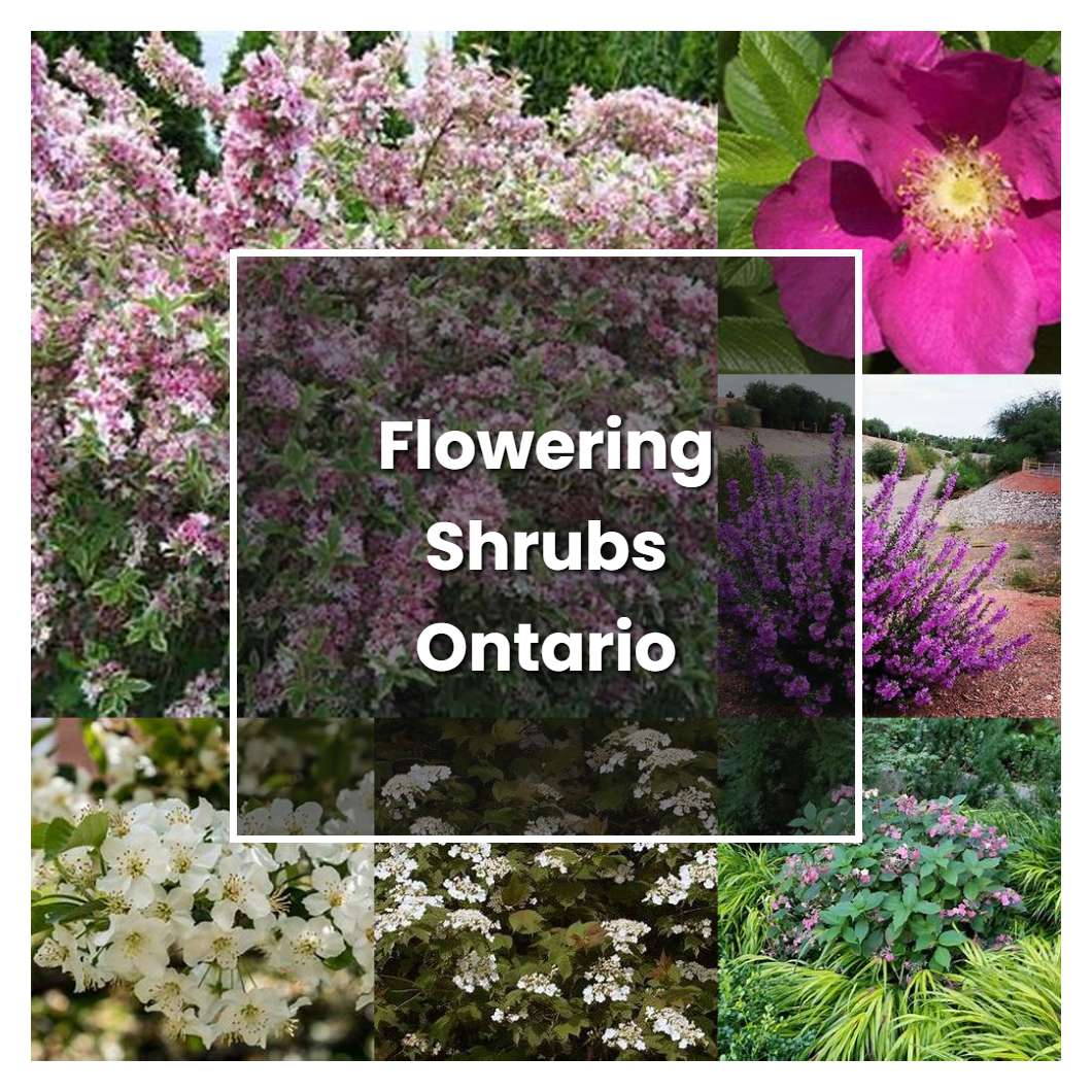 how-to-grow-flowering-shrubs-ontario-plant-care-tips-norwichgardener