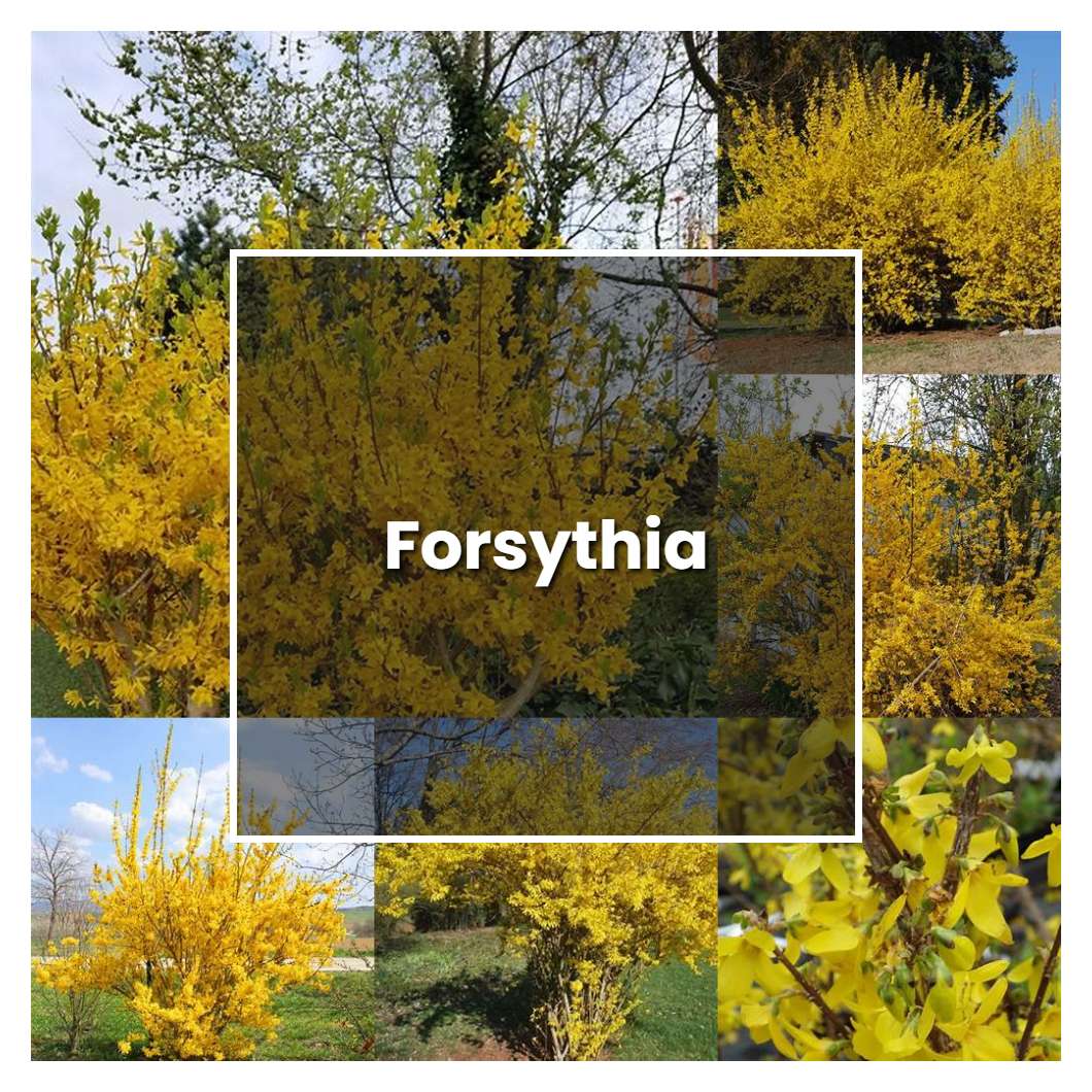 How to Grow Forsythia - Plant Care & Tips