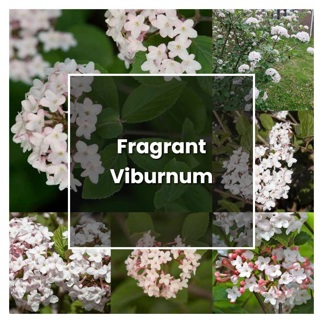 How To Grow Fragrant Viburnum Plant Care And Tips Norwichgardener