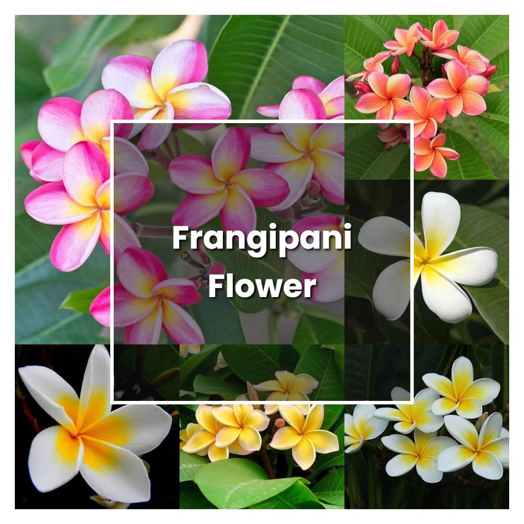 How To Grow Frangipani Flower - Plant Care & Tips | NorwichGardener