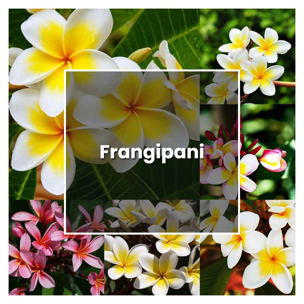 How To Grow Frangipani - Plant Care & Tips | NorwichGardener