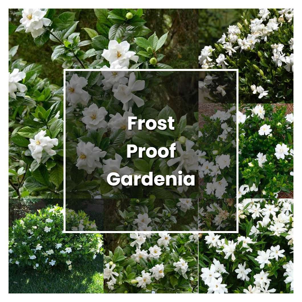 How To Grow Frost Proof Gardenia Plant Care And Tips Norwichgardener 2957