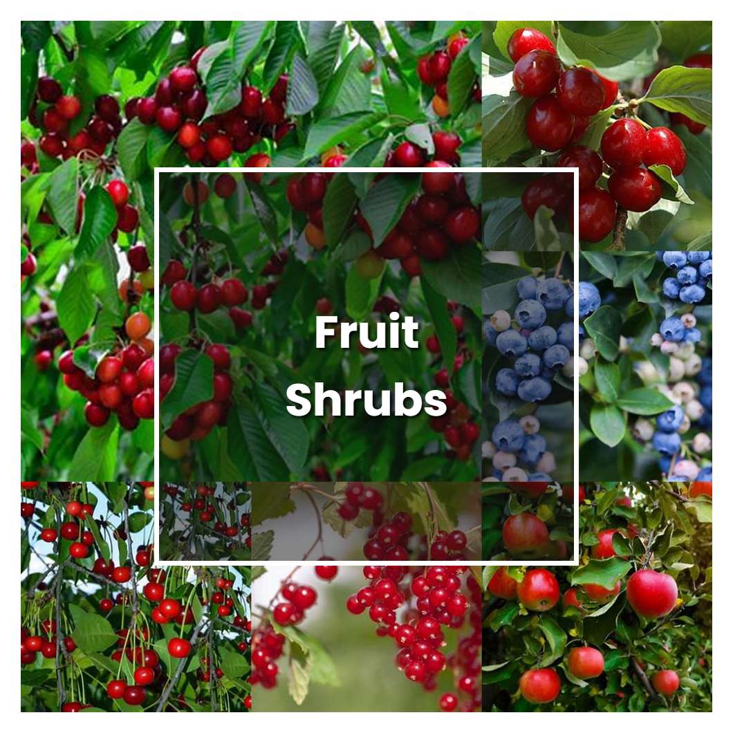 
Fruit bush care