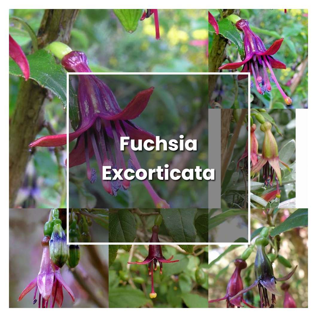 How to Grow Fuchsia Excorticata - Plant Care & Tips | NorwichGardener