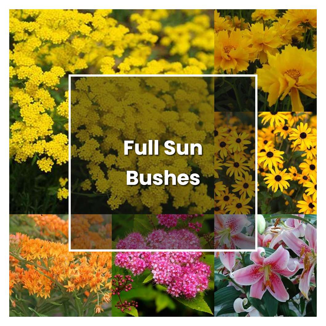 what-does-full-sun-mean-for-outdoor-plants-storables