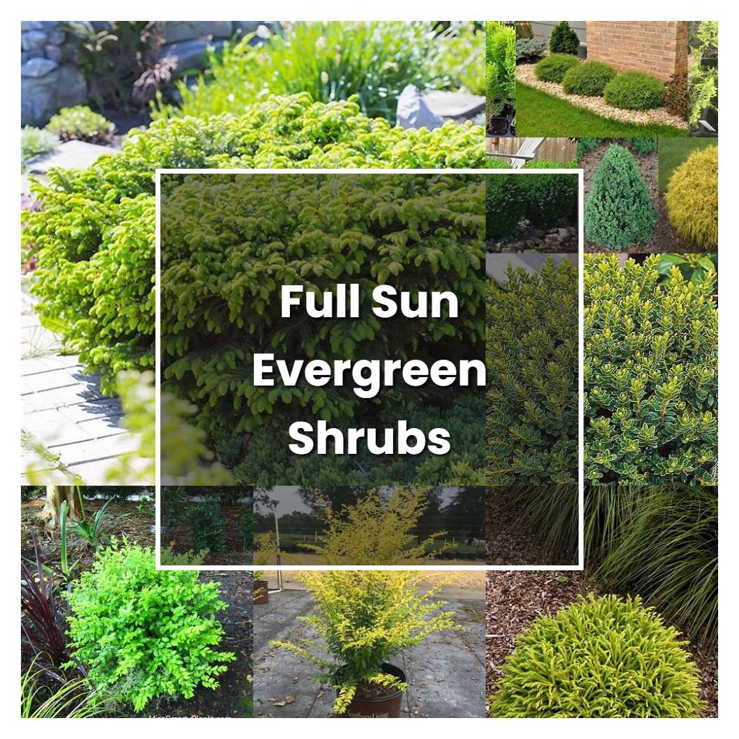 How to Grow Full Sun Evergreen Shrubs - Plant Care & Tips | NorwichGardener