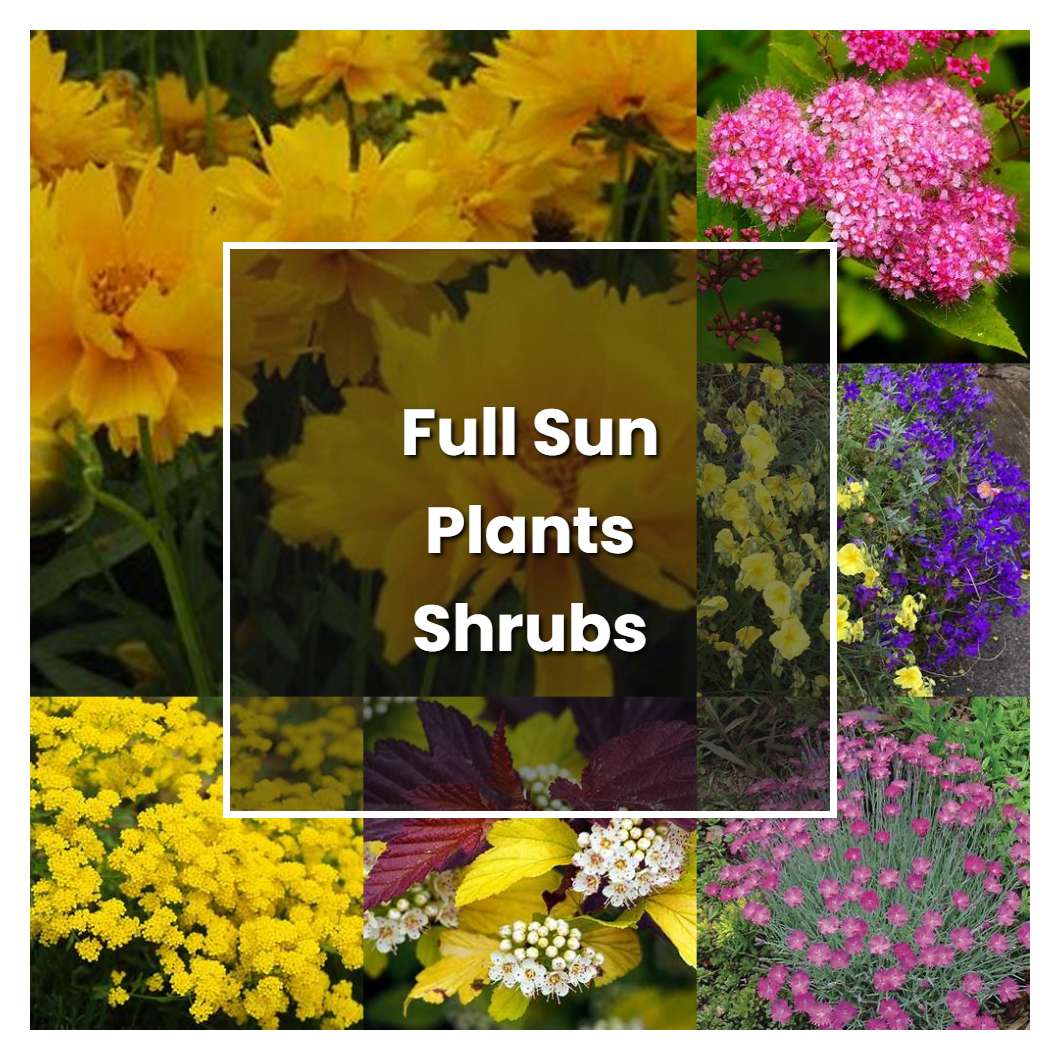 how-to-grow-full-sun-plants-shrubs-plant-care-tips-norwichgardener