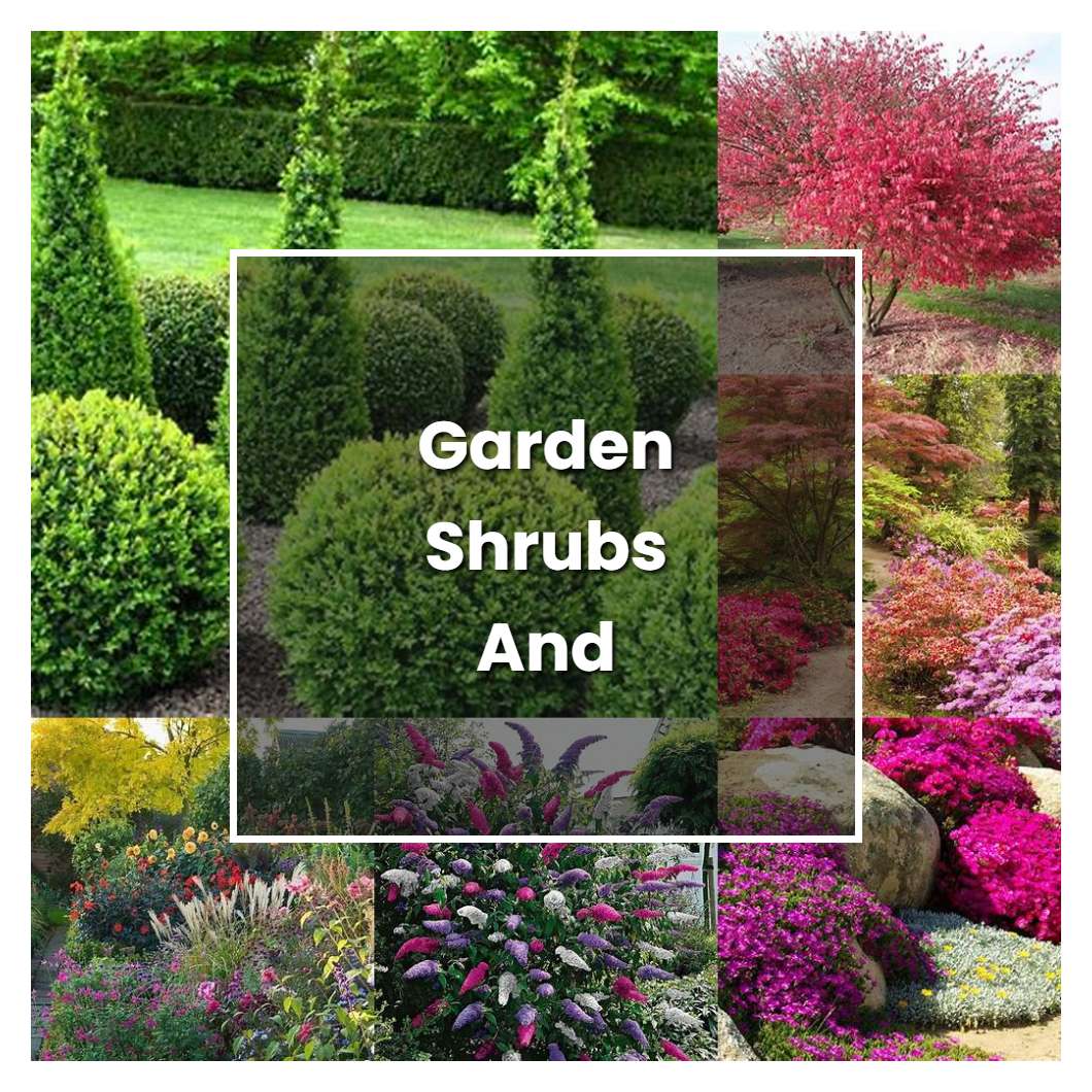 How to Grow Garden Shrubs And Bushes - Plant Care & Tips | NorwichGardener