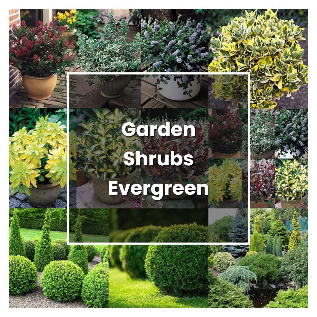 How to Grow Garden Shrubs Evergreen - Plant Care & Tips | NorwichGardener