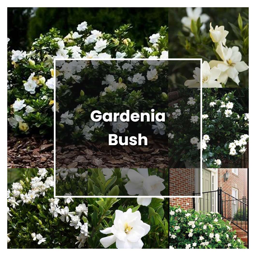 How To Grow Gardenia Bush - Plant Care & Tips | NorwichGardener