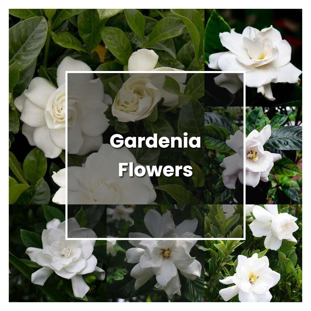 How To Grow Gardenia Flowers - Plant Care & Tips | NorwichGardener