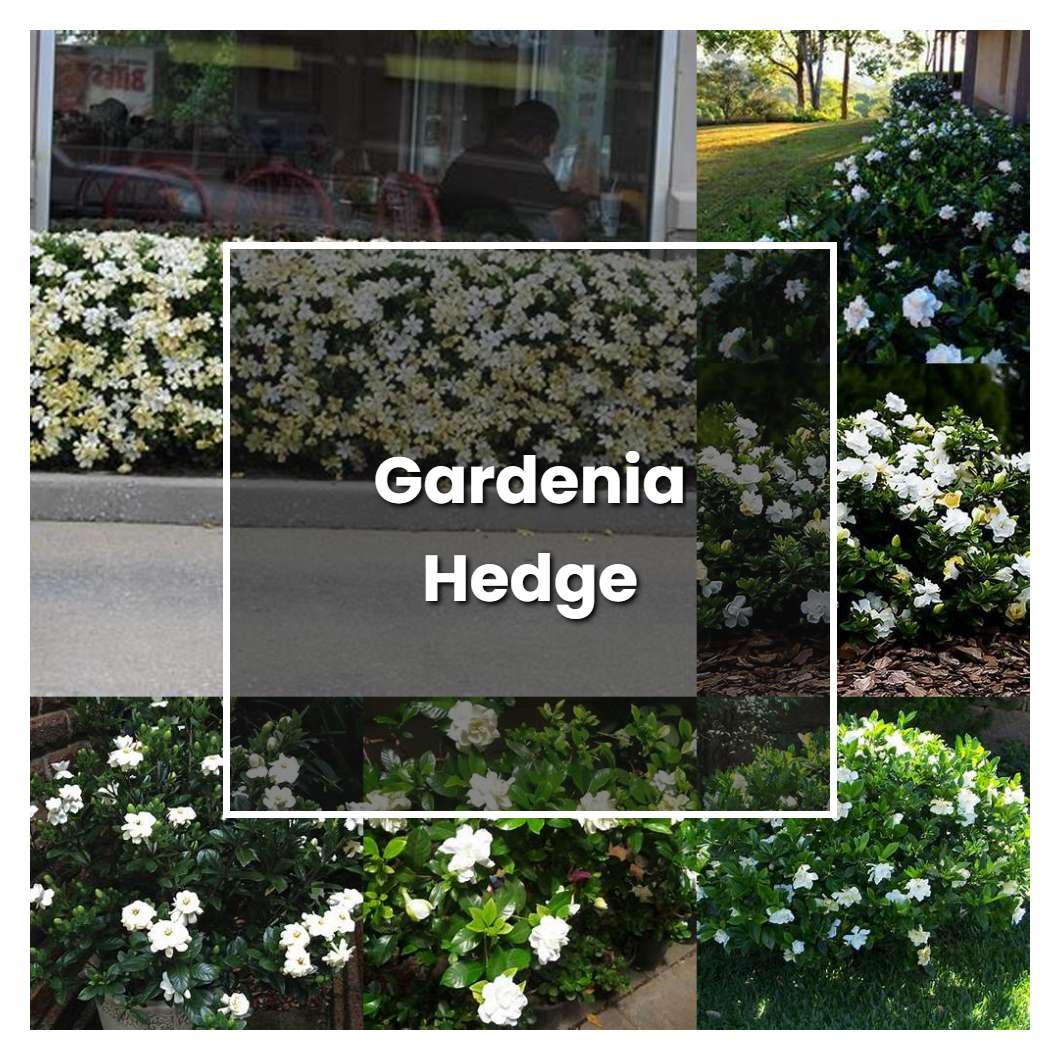 How To Grow Gardenia Hedge Plant Care And Tips Norwichgardener 4011