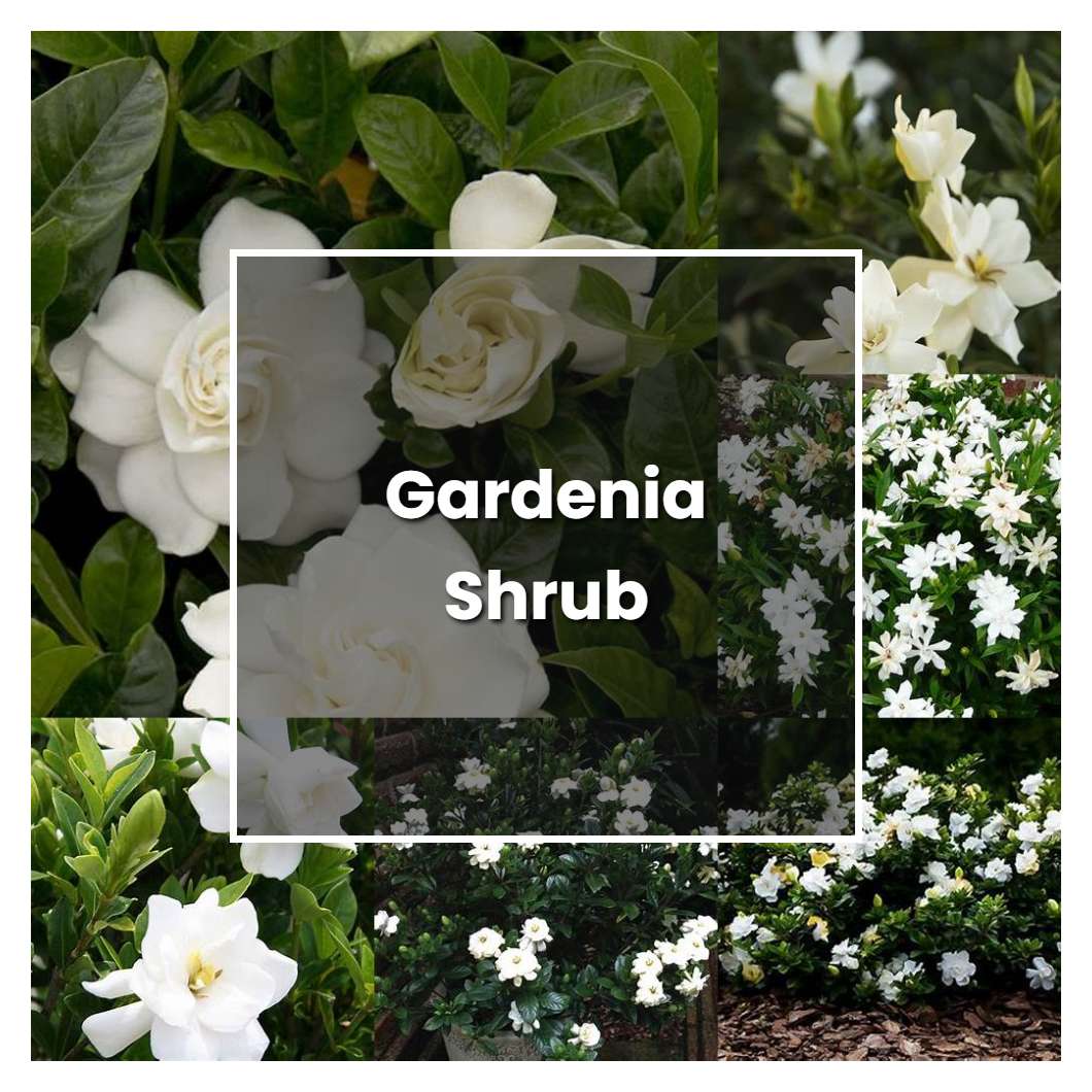 How To Grow Gardenia Shrub Plant Care And Tips Norwichgardener 6653