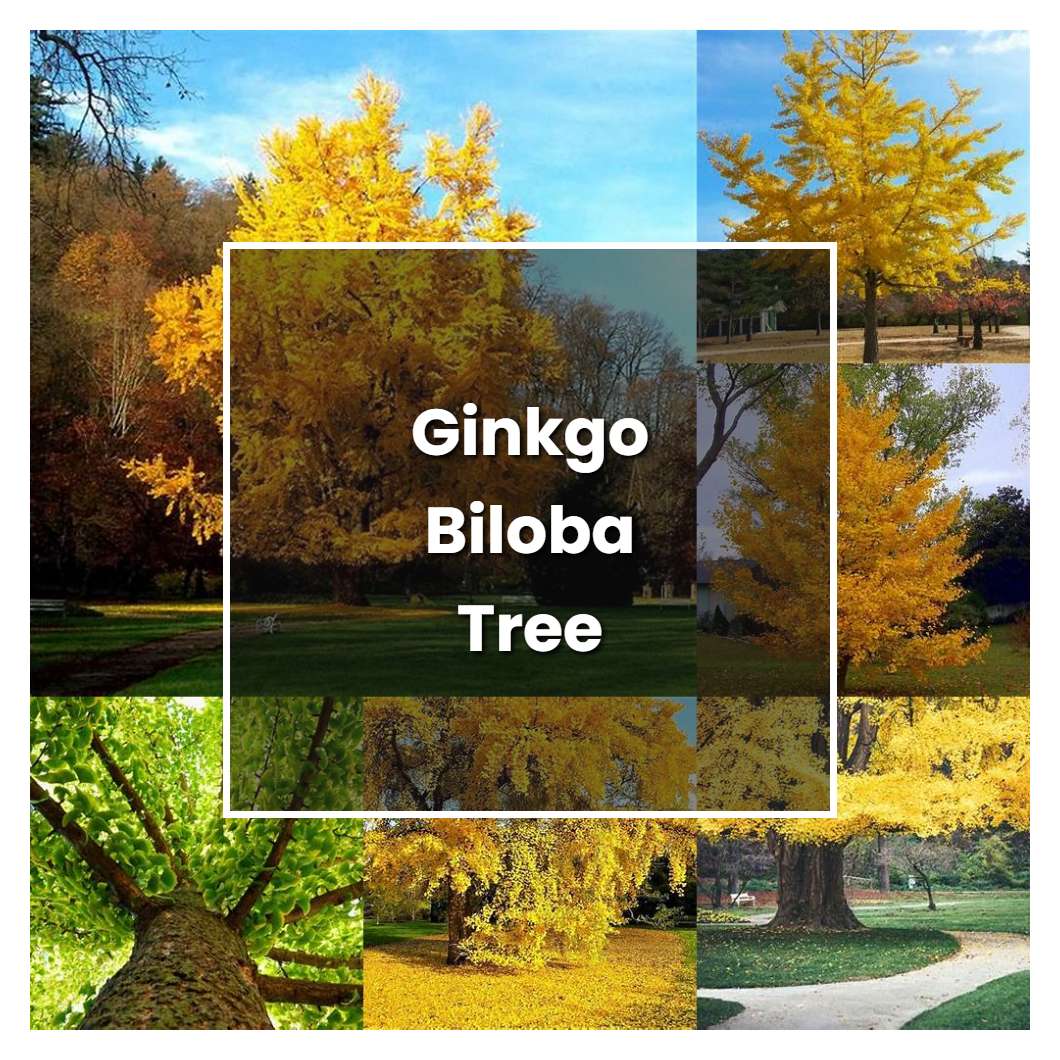 How to Grow Ginkgo Biloba Tree - Plant Care & Tips