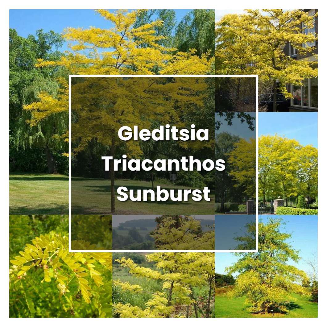 How to Grow Gleditsia Triacanthos Sunburst - Plant Care & Tips