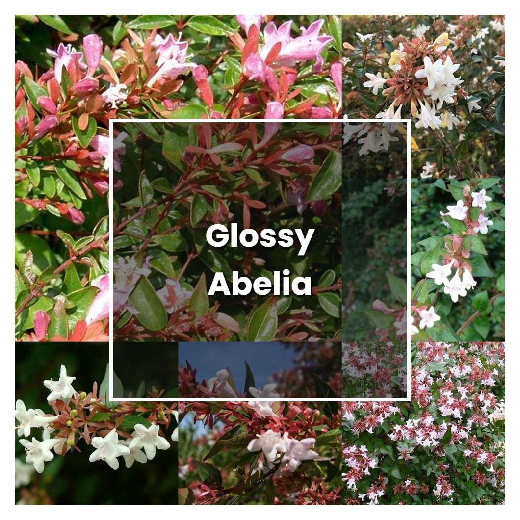 How to Grow Glossy Abelia - Plant Care & Tips | NorwichGardener