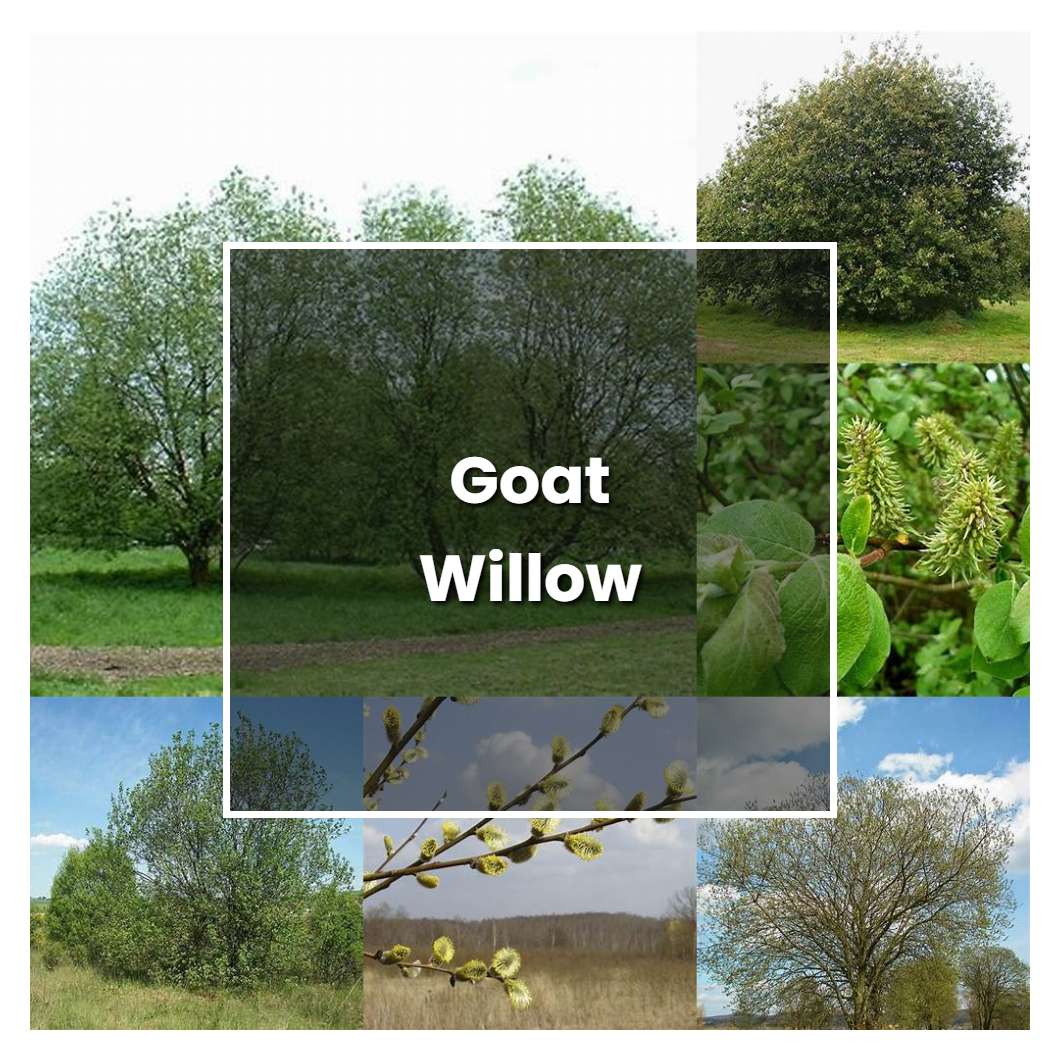 how-to-grow-goat-willow-plant-care-tips-norwichgardener