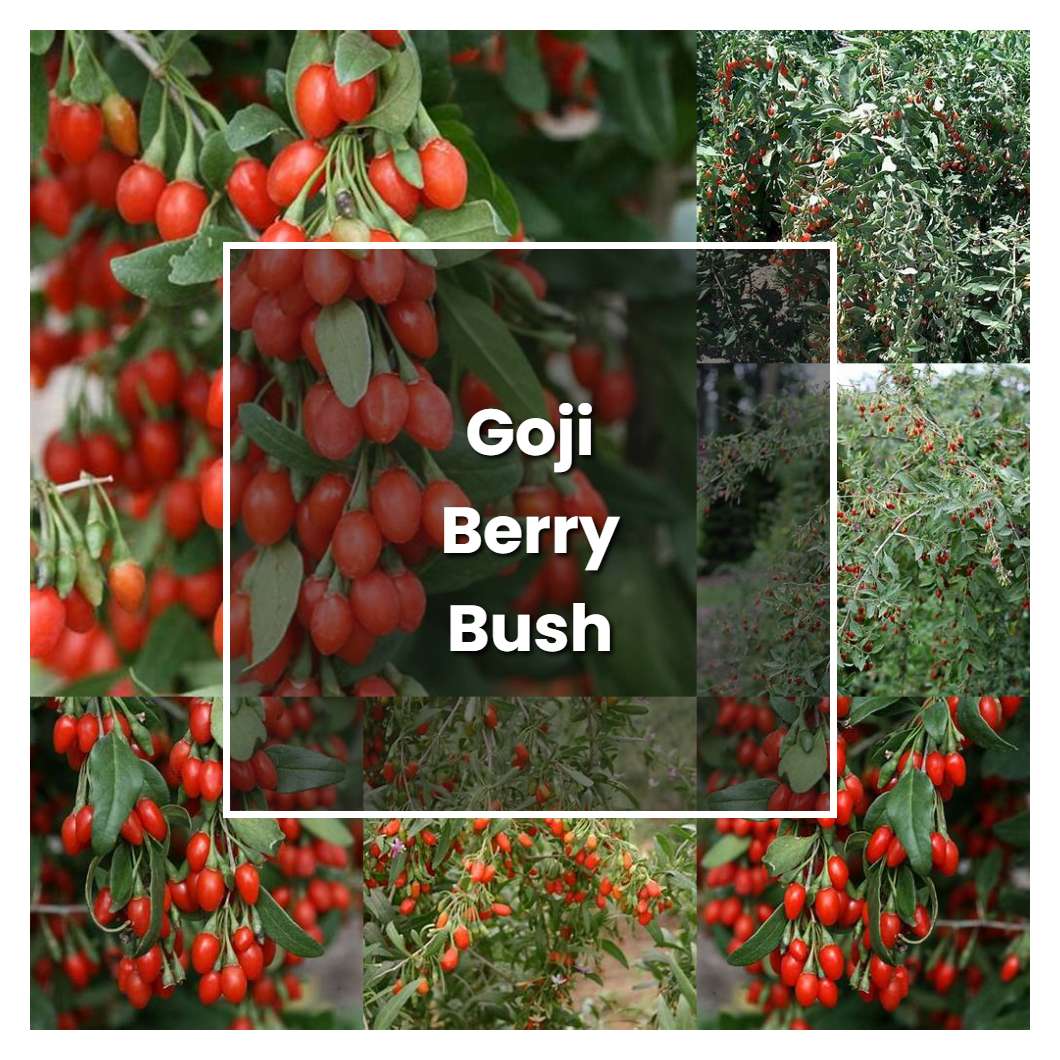 How To Grow Goji Berry Bush Plant Care And Tips Norwichgardener