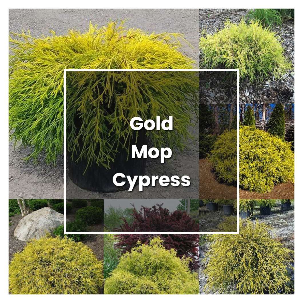 How to Grow Gold Mop Cypress Shrub - Plant Care & Tips | NorwichGardener