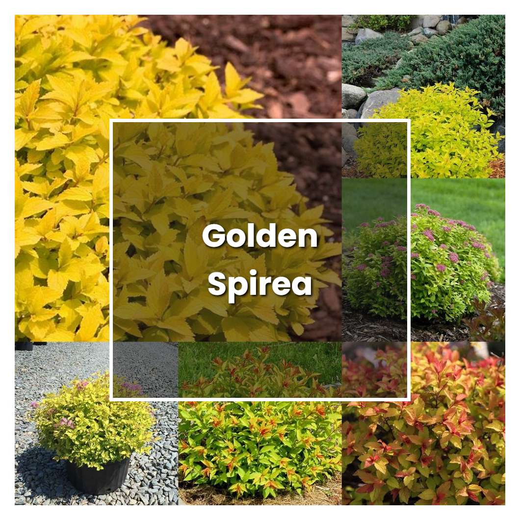 How to Grow Golden Spirea - Plant Care & Tips