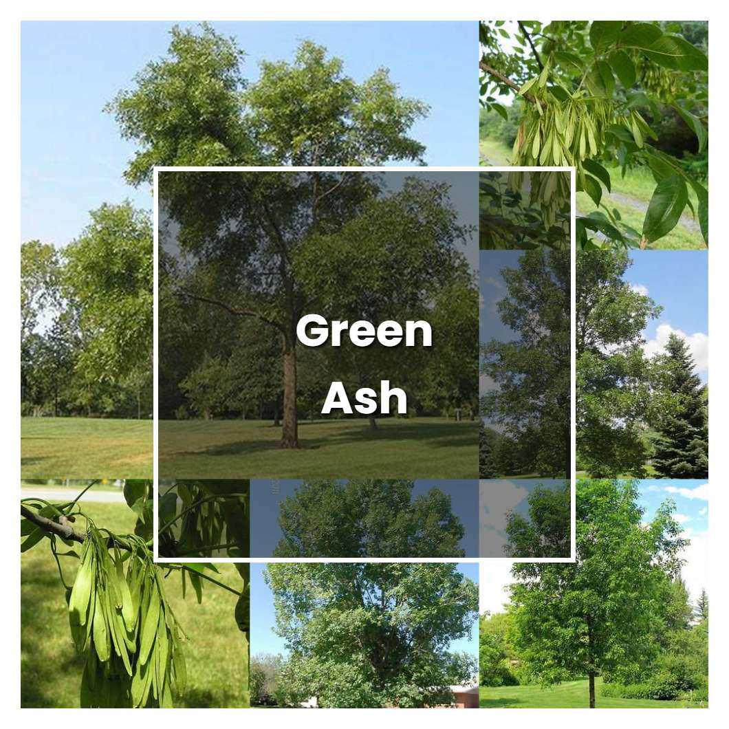 How to Grow Green Ash - Plant Care & Tips | NorwichGardener