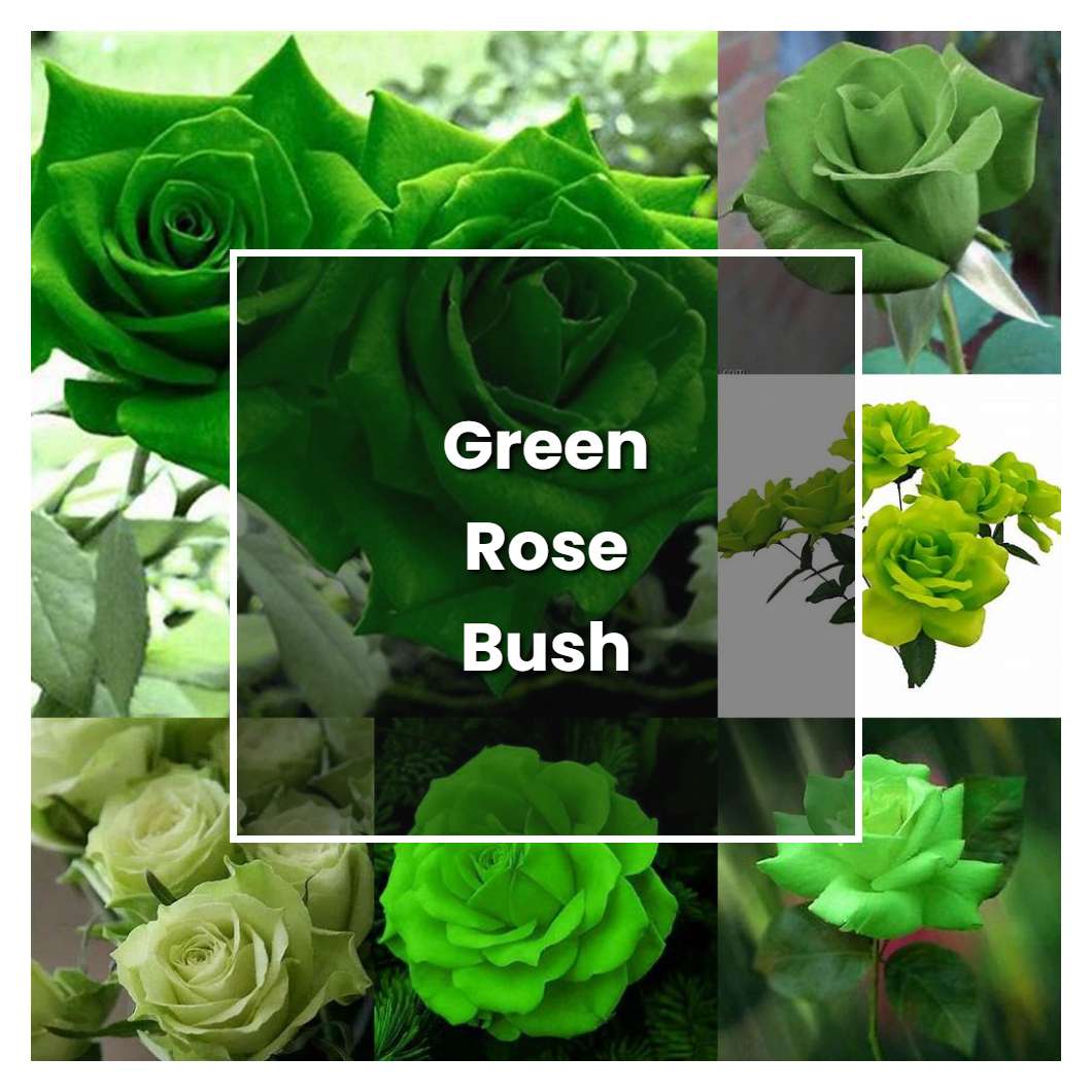 How to Grow Green Rose Bush Plant Care & Tips NorwichGardener