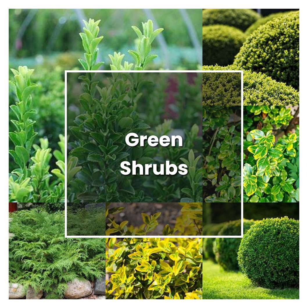 How to Grow Green Shrubs - Plant Care & Tips | NorwichGardener